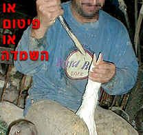 ארגון מגדלי האווזים: מאות אלפי אווזים הנמצאים בשלבי הגידול יושמדו אם יפסק הפיטום מחר